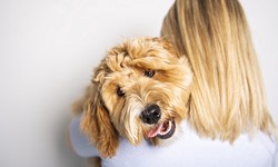 Labradoodle for Sale: The Benefits of Adopting a Rescue Dog