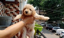 The Best Golden Doodle Puppies for Sale in Pune – Breed n Breeder