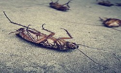 Cockroach Control Melbourne Service: Double the Life of Your Floor Coverings