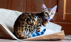 Bengal Cat for Sale: Unraveling the Fascinating History of the Bengal Cat