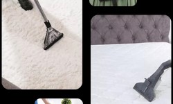 Discover the Benefits of Professional Carpet Steam Cleaning Services in Melbourne