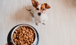 Exploring the Benefits of Insect based pet food