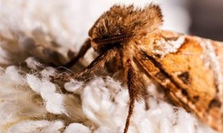 10 Natural Solutions to Moth Control in Wetherby Homes