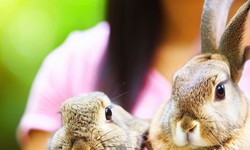 Bunny Love: Rabbits as Nurturing Emotional Support Animals