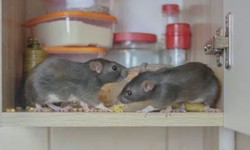 Rodent-Proofing Your Melbourne Home: Everything You Need to Know