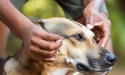 Supporting the Health of Dogs with Diabetes: Vital Care Guidelines