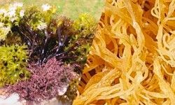 Irish Moss vs Sea Moss - Need More Information? Click Here!
