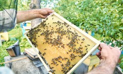 Wasp Nest Removal in Birmingham: How to Safely Get Rid of Wasp Nests