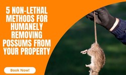 5 Non-Lethal Methods for Humanely Removing Possums from Your Property