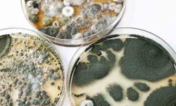 The Importance of Professional Mold Testing: Ensuring a Healthy Environment for Commercial Buildings