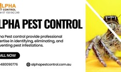 Unveiling the Hidden Dangers: Common Household Pests and Their Health Risks