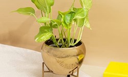 Why choose metal pots for indoor plants