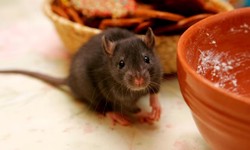 The Ultimate Guide to Rodent Control in Wolverhampton: Tips and Techniques