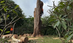The Hidden Dangers: Why Tree Services Bellevue Hill Are Crucial