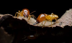 Importance of Doing Termite Inspection