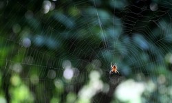 Why Spider Pest Control is Important for Homeowners