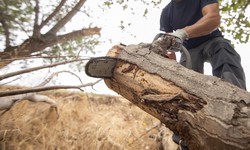 The Importance of Professional Tree Removal Service for a Healthy and Safe Environment