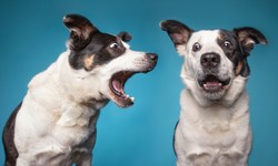 How to stop a dog barking?