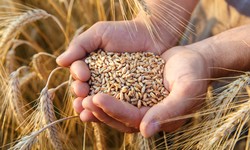 Top Tips To Manage Your Wheat Allergy