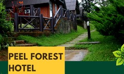 Factors to Take into Account When Selecting a Hotel in Peel Forest