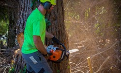Trimming Triumph: Elevate Your Landscape with Tree Trimming Services