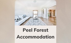 Tips for Selecting the Ideal Accommodation in Peel Forest