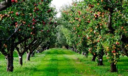 Top 5 Fruit Trees To Purchase Online For Your Garden