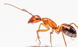 Expert Carpenter Ant Control and Red Ant Extermination in Maine