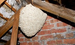 Wasp Nest Removal: Effective Methods and Prevention Strategies