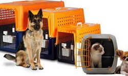 How Stressful is international pet relocation?