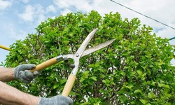 The Green Makeover: Revitalize Your Property with Tree Trimming