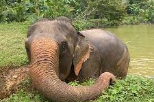 Koh Lanta Ethical Elephant Camps