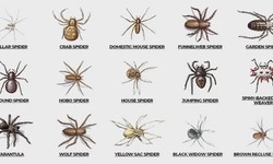 Effective Methods for Wasps Control and Spider Pest Control
