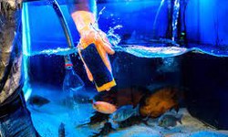 The Coral Shop's Top 10 Aquarium Maintenance Secrets