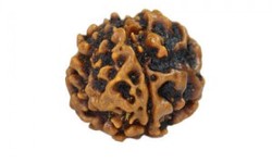 4 Mukhi Rudraksha: Unveiling the Power Within