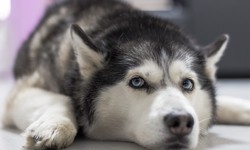 Huskies Care Guide: Everything You Need to Know