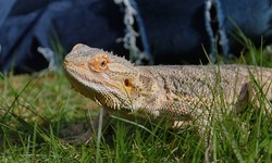 Bearded Dragon Fat Pads: Understanding Their Importance in Reptile Health