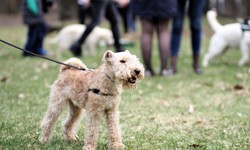 The Art and Science of Poodle Breeding