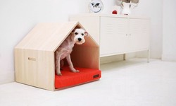 Exploring the Best Pet Homes for Your Pet