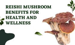Reishi Mushroom Benefits for Health and Wellness