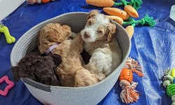 The Joy of Australian Labradoodle Puppies: Meet Running Brook Doodles