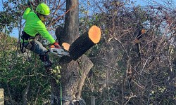 The Art and Science of Tree Trimming in Charleston, SC