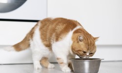Automatic Cat Feeders: Keep Your Furry Friend Fed While You’re Out Of Town