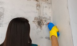 How Mold Inspection Services And Assessment Protect Your Home?