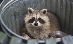 When Raccoons Get Aggressive: Handling Emergency Situations in Toronto