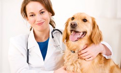 Take Services From Boodle Web Mart For The Best Seo Services For Veterinary Clinics!