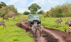 A Dream Vacation with Tanzania Safari Tours for Nature and Wildlife Lovers