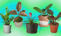 The Green Revolution: Buying Plants Online