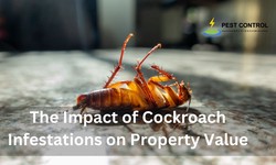 The Impact of Cockroach Infestations on Property Value