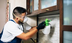 Preventing Pest Infestations: Tips for a Proactive Approach